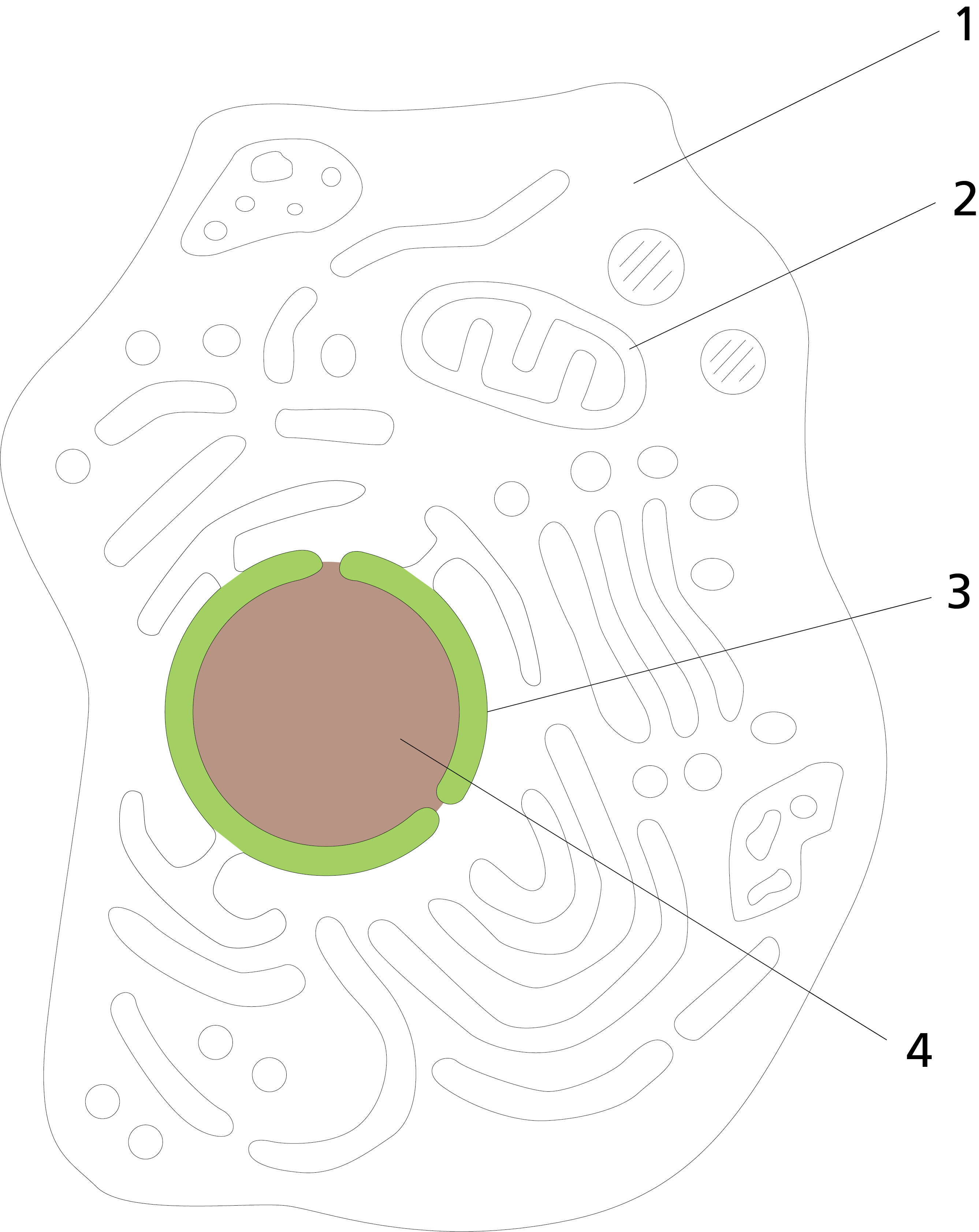 <p><span>Which cell component is indicated in the figure below by the line labeled "1"?</span></p>