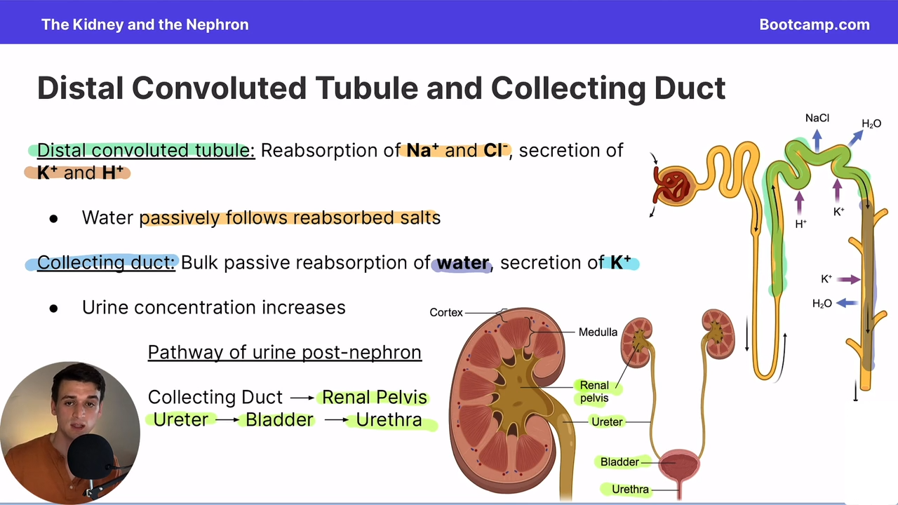 <p>Where there is a bulk passsive reabsorption of water and secretuion of K+</p><p></p>