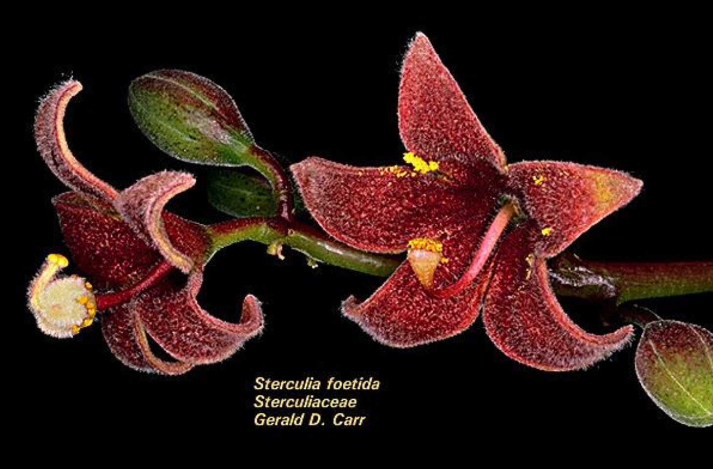 <p>These flowers</p><p class="p2">from the same</p><p class="p2">tree represent</p><p class="p1">the sexual</p><p class="p2">system of</p>