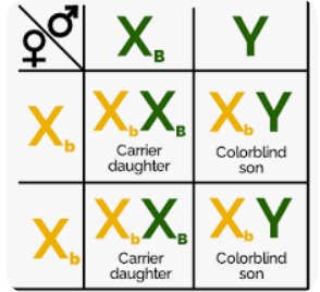 <p>always use x and y chromosomes with the allele above it, for males only put the letter above the x chromosome and not the y</p>