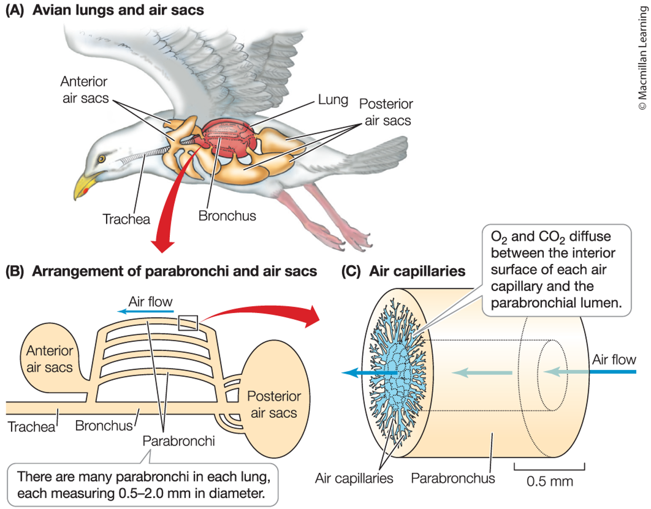 <p>-unidirectional air flow to suppy O2 to tissues at high rates</p><ul><li><p>air sacs expand and contract acting like bellows to push air past gas exchange surfaces in the lungs</p></li></ul><p></p><p></p>