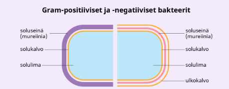 <p>Miten bakteerit luokitellaan?</p>