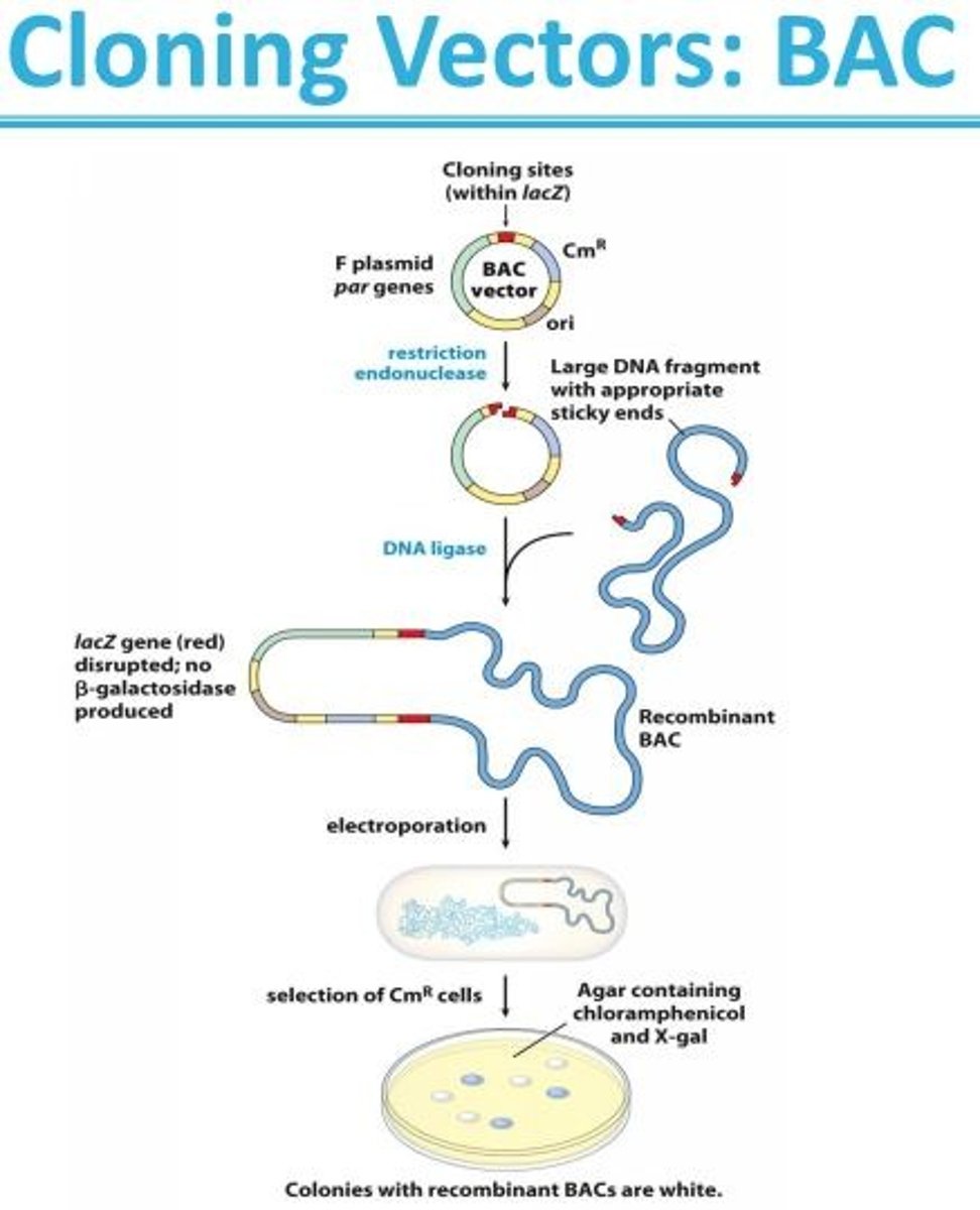 <p>Bacterial artificial chromosomes are simply plasmids designed for the cloning of very long segments (typically 100,000 to 300,000 bp) of DNA. They generally include selectable markers such as resistance to the antibiotic chloramphenicol (Cm R), as well as a very stable origin of replication (ori) that maintains the plasmid at one or two copies per cell. DNA fragments of several hundred thousand base pairs are cloned into the BAC vector. The large circular DNAs are then introduced into host bacteria by electroporation. These procedures use host bacteria with mutations that compromise the structure of their cell wall, permitting the uptake of the large DNA molecules.</p>