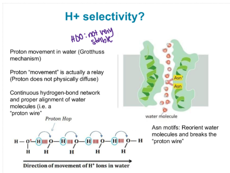 <p>it means they allow everything in BUT Hplus ions. This is good because Hplus ions could destroy the proton gradients.</p><p></p><p>Protons move by the Grotthus mechanism: a proton being passed along a chain of water molecules (like a relay race). A continous chain of water molecules is needed</p>