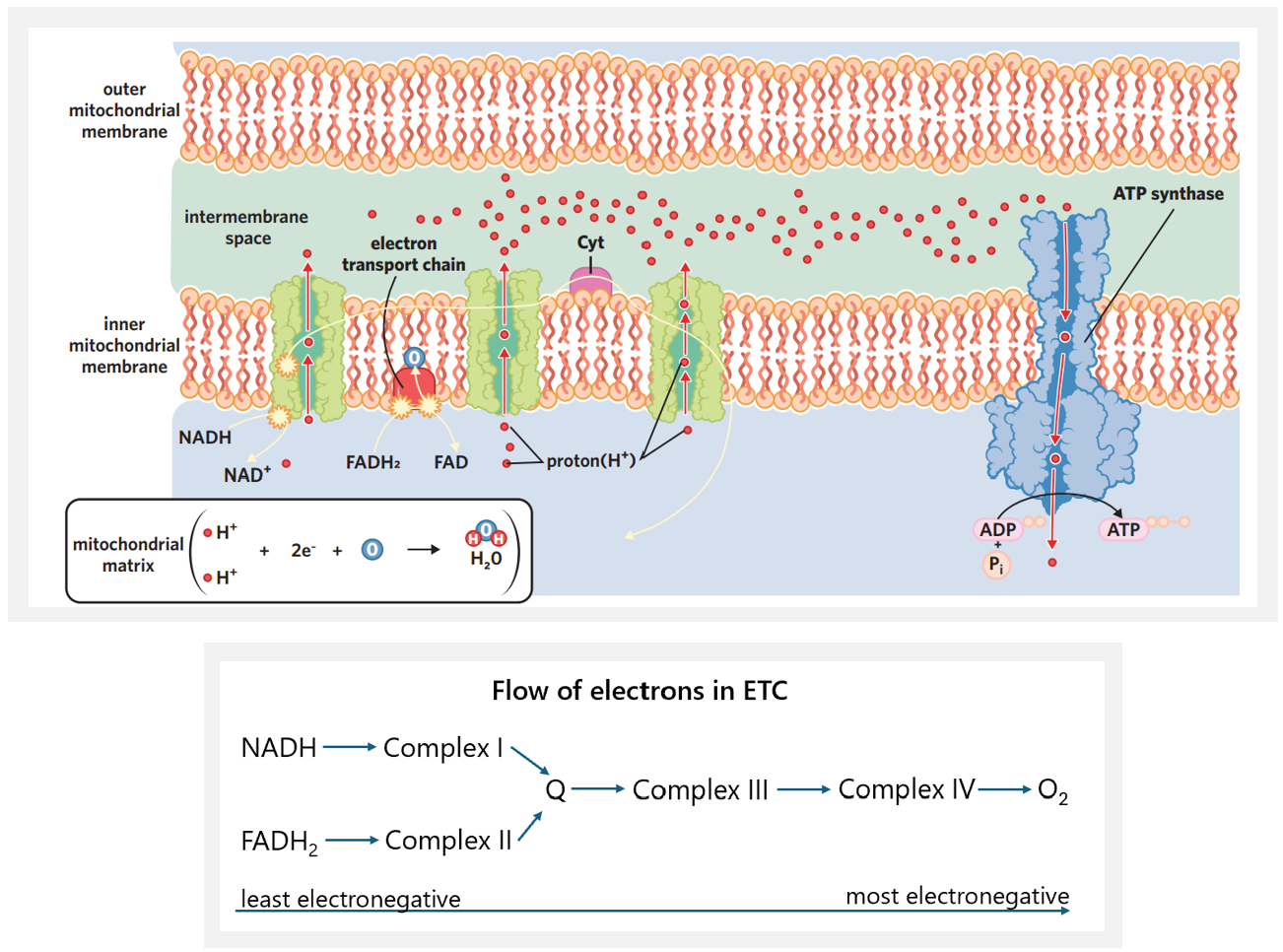 <ul><li><p>electron transport chain - using NADH and FADH<sub>2</sub> produced in the Krebs cycle, electrons are passed between enzymes in the inner membrane/cristae and H<sup>+</sup> is pumped from the mitochondrial matrix into the intermembrane space. this sets up a H<sup>+</sup> gradient that ATP synthase uses to make ATP. oxygen is used when it combines with the electrons and hydrogen ions, forming the by-product water. </p></li></ul><p></p><ol><li><p>coenzymes unload - NADH and FADH<sub>2</sub> unload H<sup>+</sup> ions and electrons at the first and second protein complexes of the ETC on the inner membrane. after unloading H<sup>+</sup> + e<sup>-</sup>, the coenzymes stay in the matrix and are recycled into the Krebs cycle, where they can become loaded again.</p></li></ol><ul><li><p>NADH → NAD<sup>+</sup> + H<sup>+</sup> + 2e<sup>-</sup></p><ul><li><p>NADH from Krebs cycle (8 NADH per glucose) + glycolysis (2 NADH per glucose) unloads H<sup>+</sup> + e<sup>-</sup> at protein complex I. it is oxidised to NAD<sup>+</sup> → recycled into Krebs cycle.</p></li></ul></li></ul><ul><li><p>FADH<sub>2</sub> → FAD + 2H<sup>+</sup> + 2e<sup>-</sup></p><ul><li><p>FADH<sub>2</sub> from Krebs cycle (2 FADH<sub>2</sub> per glucose) unloads H<sup>+</sup> + e<sup>-</sup> at protein complex II. it is oxidised to FAD → recycled into Krebs cycle.</p></li></ul></li></ul><ol start="2"><li><p>electron movement - when electrons are unloaded into the inner membrane, they <span style="color: rgb(0, 0, 0);">enter at protein complex I and II, and are transferred by a mobile electron carrier </span><span style="color: rgb(172, 172, 172);">(nonpolar phospholipid bilayer repels charged things → electrons can’t move freely through membrane)</span><span style="color: rgb(0, 0, 0);"> to protein complex III. they then move to complex IV. (before they are accepted by oxygen). </span>the movement of electrons through the ETC (see diagram) is due to oxygen present in the matrix. oxygen is very electronegative, meaning it has a high electron-pulling power. oxygen pulls electrons through the ETC.<span style="color: rgb(0, 0, 0);"> this movement of electrons </span>powers H<sup>+</sup> to be actively transported to the intermembrane space from <span style="color: rgb(0, 0, 0);">transmembrane protein complexes I, III</span> and IV. <span style="color: rgb(163, 163, 163);">this means if oxygen runs out → electrons no longer pulled + H<sup>+</sup> no longer pumped → ETC stops + less ATP is produced.</span></p></li><li><p>concentration gradient - this leads to a buildup of H<sup>+</sup> in the intermembrane space. because this space is narrow and small, concentration of H<sup>+</sup> quickly increases → creates a steep concentration gradient</p></li><li><p>ATP synthase - to move down their concentration gradient, H<sup>+</sup> must travel through ATP synthase → causes ATP synthase to spin like a turbine, generating kinetic energy which powers the reaction that synthesises ATP from ADP + Pi. this produces 26 or 28 ATP per glucose molecule.</p></li><li><p>water formation - in order for the ETC to function, electrons must go somewhere, and H<sup>+</sup>/protons flow back to the matrix through ATP synthase. high concentrations of unbound electrons + protons are dangerous for cells, so to prevent a buildup in the matrix, oxygen accepts electrons at complex IV, acting as a terminal acceptor, and then combines with H<sup>+</sup> to form water, a harmless by-product.</p></li></ol><ul><li><p>½ O<sub>2</sub> + 2H<sup>+</sup> + 2e<sup>- </sup>→ H<sub>2</sub>O</p></li></ul><p></p><ul><li><p>inputs</p><ul><li><p>26 or 28 ADP + Pi</p></li><li><p>NADH</p></li><li><p>FADH<sub>2</sub></p></li><li><p>O<sub>2</sub></p></li></ul></li><li><p>outputs</p><ul><li><p>26 or 28 ATP (some cells have the capacity to make 28 bc more efficient, some can only make 26)</p></li><li><p>NAD<sup>+</sup> + H<sup>+</sup></p></li><li><p>FAD + H<sup>+</sup></p></li><li><p>H<sub>2</sub>O (H<sup>+</sup> from NAD<sup>+</sup> and FAD)</p></li></ul></li></ul><p></p>