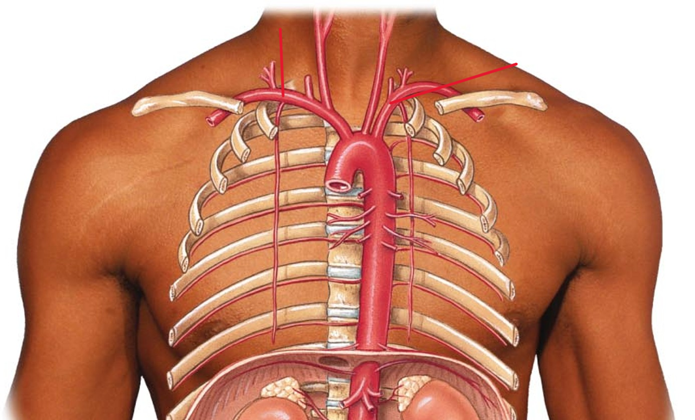 <p>Name the artery</p>