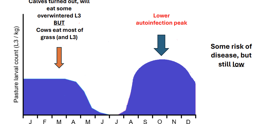 <ul><li><p>calves turned out at start of year and will eat some outwintered L3 BUT cows eat most</p></li><li><p>then lower autoinfection peak</p></li><li><p>some risk but still low</p></li></ul><p></p>