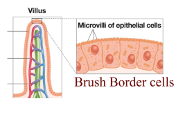 <p>Is less than the number of microvilli in the small intestine</p>