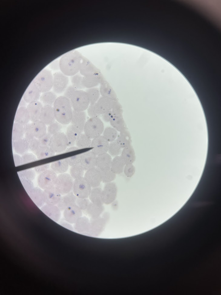 <p>stage of cell cycle</p>