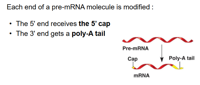 <p>RNA processing</p>
