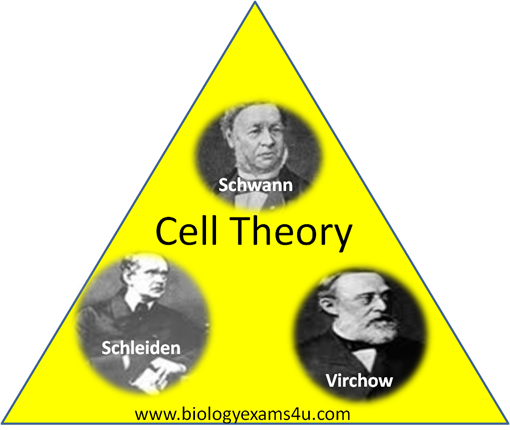 <p>What is cell theory based on/are the bases of cell theory? Define Cell theory</p>