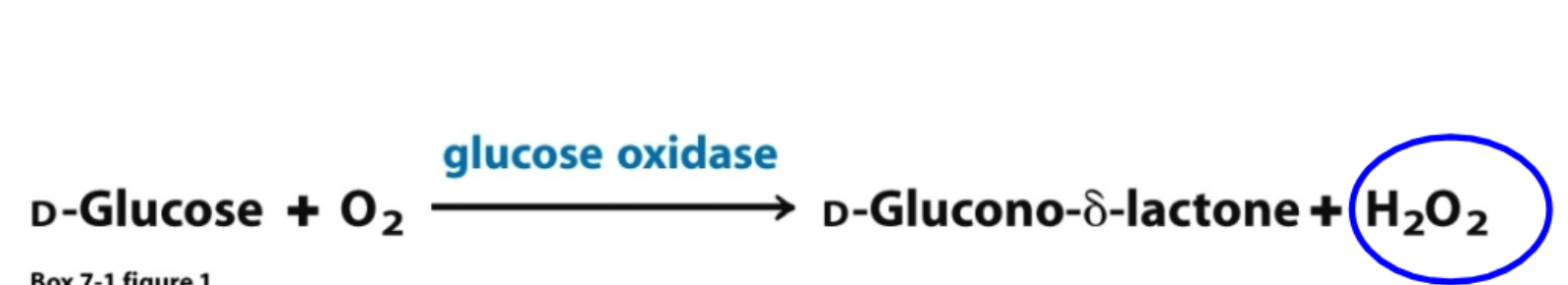 <p>glucose gets oxidized, resulting H2O2 oxidizes a colorless dye, more intense color higher blood glucose</p>