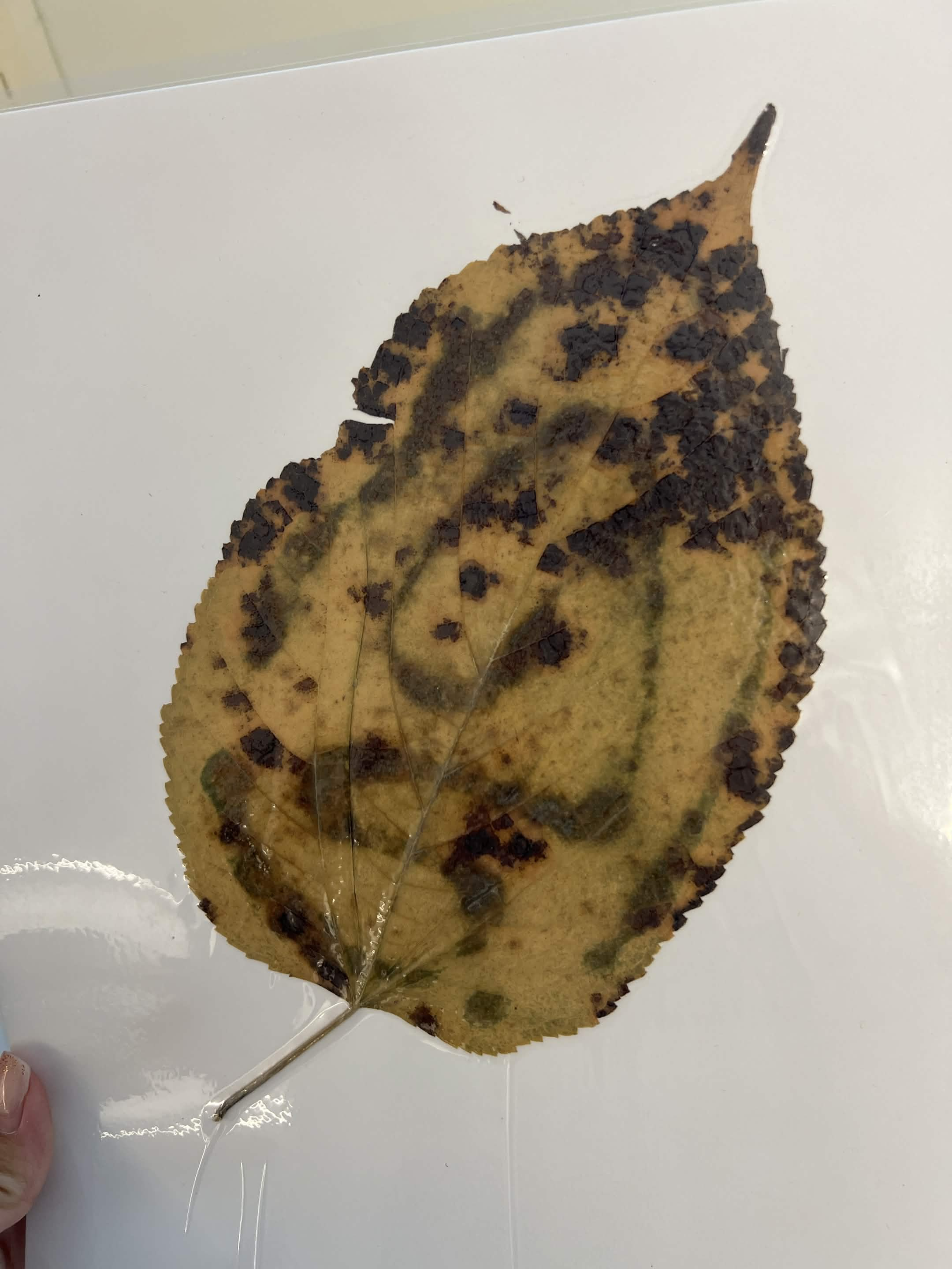 <p>Common name and scientific name?</p>