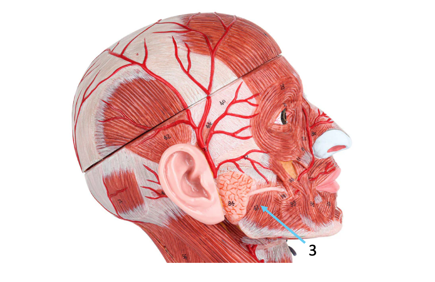 term image