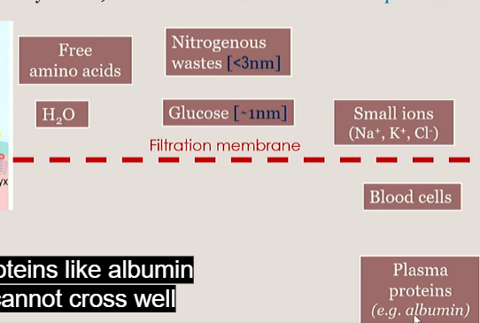 <p>less than 3 nm, smaller than protiens</p><p></p>