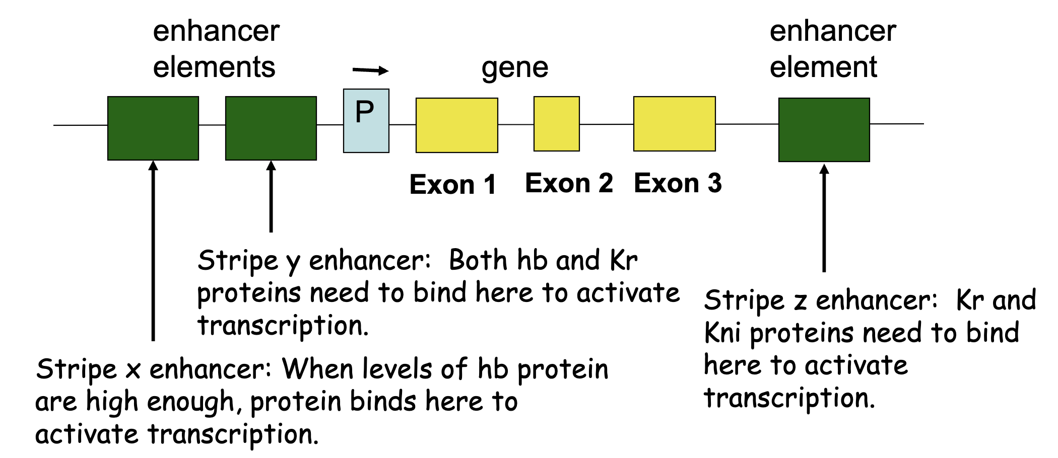 <ul><li><p>specific enhancer elements are recognized by diff combinations of gap morphogens to produce specific stripes</p></li><li><p>deletion of one element can result in loss of one stripe</p></li></ul><p></p>