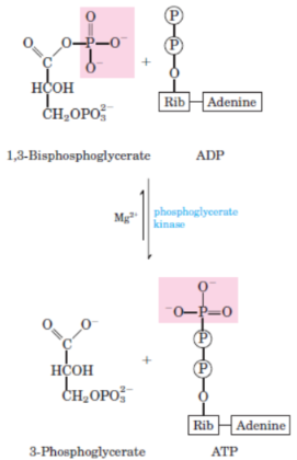 <p>7th step of glycolysis and 5th step of gluconeogenesis</p><p>catalysed by <strong>phosphoglycerate kinase</strong></p>