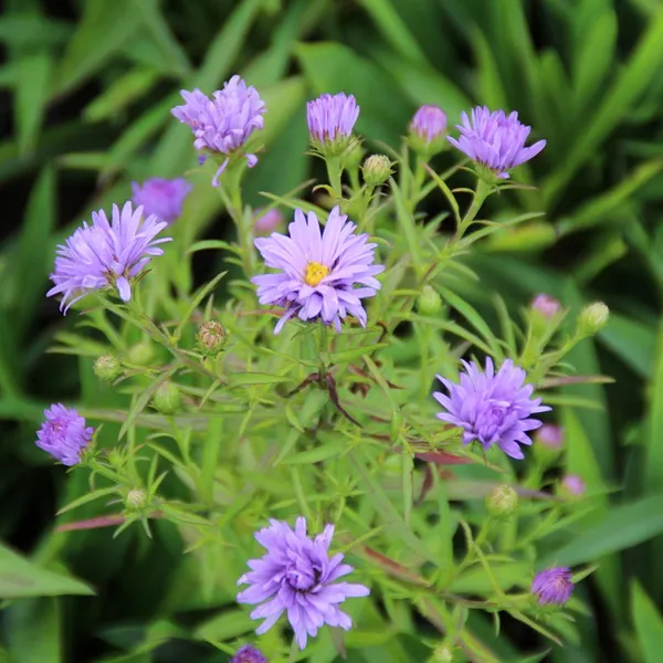 <p><em>Symphyotrichum novi-belgii</em> 'Lady in Blue' height</p>