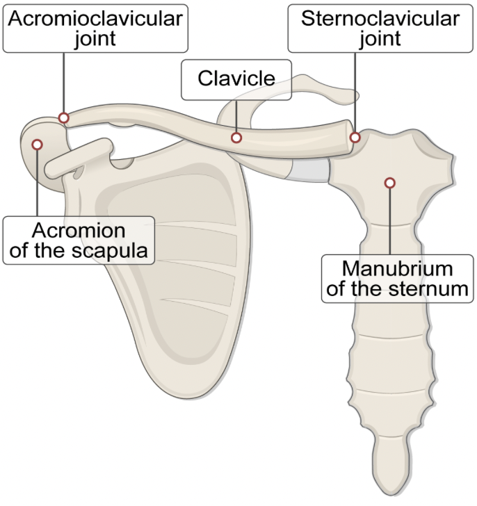 <ul><li><p><span>Sternoclavicular (SC) joint</span></p></li><li><p><span>Acromioclavicular (AC) joint</span></p></li></ul><p></p>