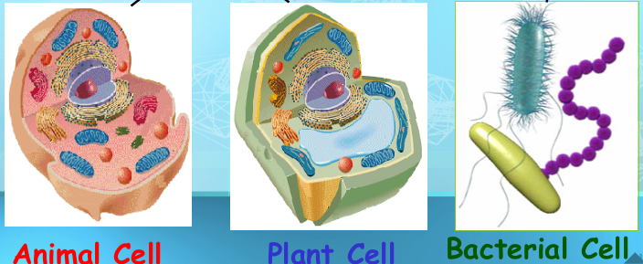 <p>Cell Types</p>