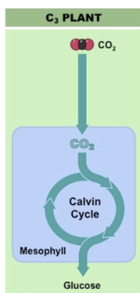 <p><span style="background-color: inherit; line-height: 20.7px; color: windowtext;">Plants with no evolved adaptation to minimise photorespiration</span><span style="line-height: 20.7px; color: windowtext;">&nbsp;</span></p><ul><li><p class="Paragraph SCXO206930361 BCX0" style="text-align: left;"><span style="background-color: inherit; line-height: 20.7px; color: windowtext;">Make up approximately 85% of plants on Earth&nbsp;</span><span style="line-height: 20.7px; color: windowtext;">&nbsp;</span></p></li><li><p class="Paragraph SCXO206930361 BCX0" style="text-align: left;"><span style="background-color: inherit; line-height: 20.7px; color: windowtext;">Undertake the ‘normal’ photosynthesis</span><span style="line-height: 20.7px; color: windowtext;">&nbsp;</span></p></li><li><p class="Paragraph SCXO206930361 BCX0" style="text-align: left;"><span style="background-color: inherit; line-height: 20.7px; color: windowtext;">Gets its name from the three-carbon 3-PGA that the initial carbon fixation produces</span><span style="line-height: 20.7px; color: windowtext;">&nbsp;</span></p></li></ul><p class="Paragraph SCXO206930361 BCX0" style="text-align: left;"><span style="line-height: 20.7px; color: windowtext;">&nbsp;</span></p><p class="Paragraph SCXO206930361 BCX0" style="text-align: left;"><span style="background-color: inherit; line-height: 20.7px; color: windowtext;">e.g.</span><span style="line-height: 20.7px; color: windowtext;">&nbsp;</span></p><p class="Paragraph SCXO206930361 BCX0" style="text-align: left;"><span style="background-color: inherit; line-height: 20.7px; color: windowtext;">All trees, cereals such as wheat and rice, and the majority of nuts, fruits, and vegetables</span><span style="line-height: 20.7px; color: windowtext;">&nbsp;</span></p><p class="Paragraph SCXO206930361 BCX0" style="text-align: left;"><span style="line-height: 20.7px; color: windowtext;">&nbsp;</span></p>
