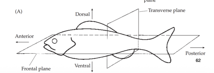Bilateral symmetry