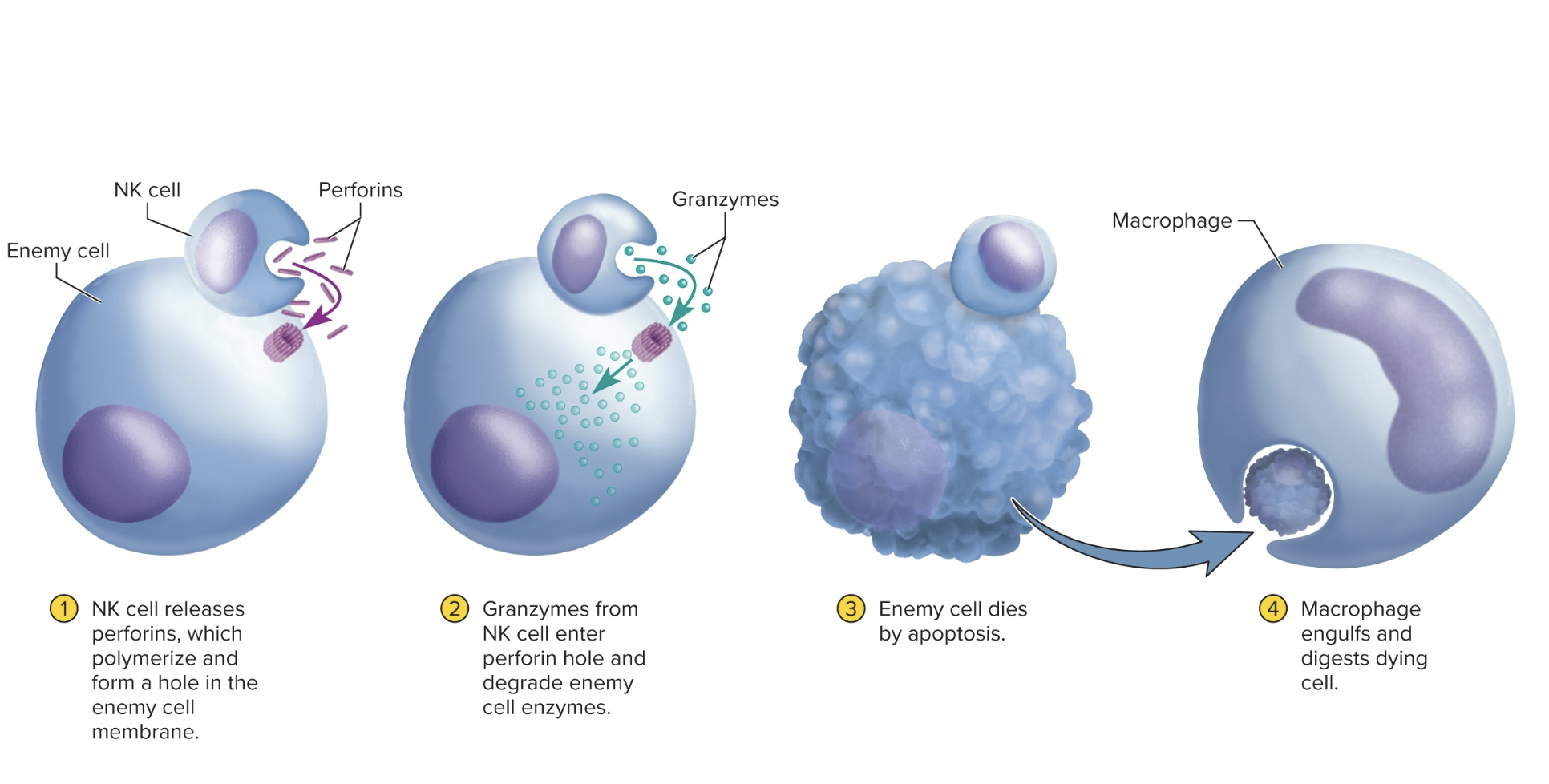 <p>Natural Killer (NK) Cells</p>
