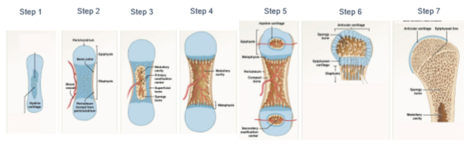 <p>endochondral ossification steps.</p><p></p>