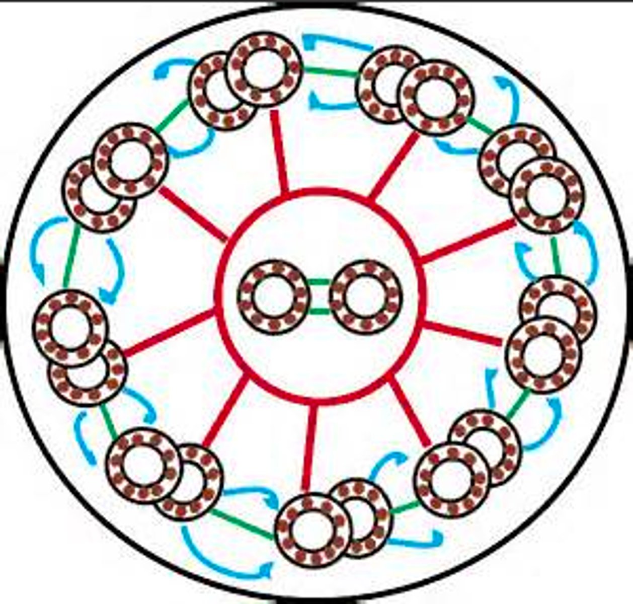 <p>9+2 array</p><p>(Note: 9 pairs of</p><p>microtubules arranged</p><p>in a circle with two</p><p>singlets in the middle)</p>