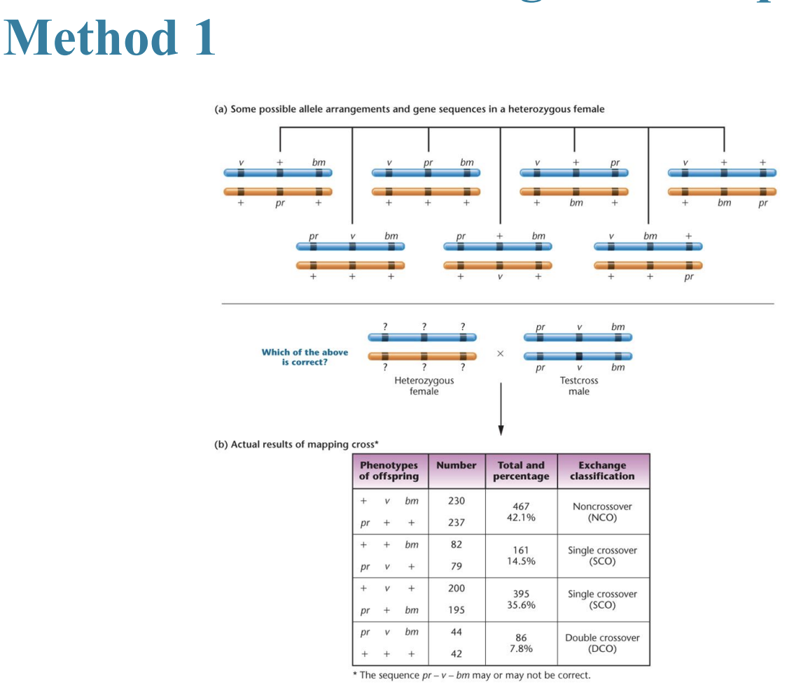 <ul><li><p>three possible arrangements of genes</p></li><li><p>three possible arrangements</p></li><li><p>double-crossover event</p></li></ul><img src="https://assets.knowt.com/user-attachments/5941e9da-8e4a-47f5-a74a-d5007e266331.png" data-width="75%" data-align="center"><p></p>