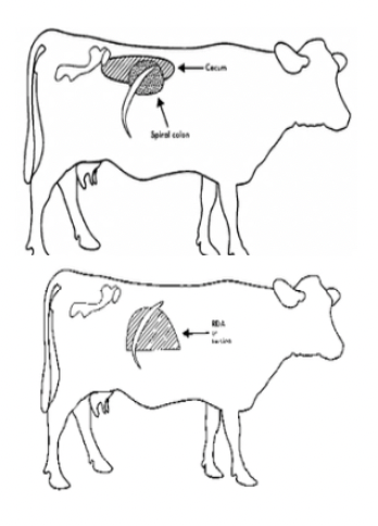 <div data-type="columns" class="layout-two-column"><div data-position="left" data-type="column"><p><strong>Left-Sided Ping</strong></p><ol><li><p>LDA (metallic)</p></li><li><p>Rumen gas cap (ABNORMAL as no fibre in rumen → Gas-fluid interface)</p></li><li><p>Physometra = Gas in uterus</p></li><li><p>Pneumoperitoneum</p></li></ol></div><div data-position="right" data-type="column"><p><strong>Right-Sided Ping</strong></p><ol><li><p>RDA ± torsion</p></li><li><p>Caecal dilation/volvulus</p></li><li><p>Spiral colon/small intestinal gas (ileus, intussusception, haemorrhagic bowel syndrome)</p></li><li><p>Physometra</p></li><li><p>Pneumoperitoneum</p></li></ol></div></div><p></p>