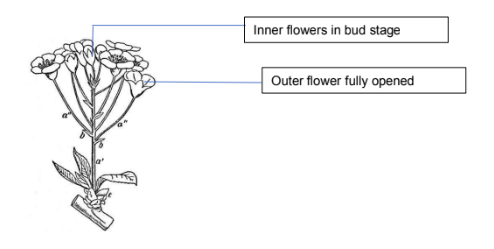 <p>_____________ - flat or round topped inflorescence formed by lateral, stalked flowers with progressively shorter stalks. outer flowers open ahaead of the inner ones</p>