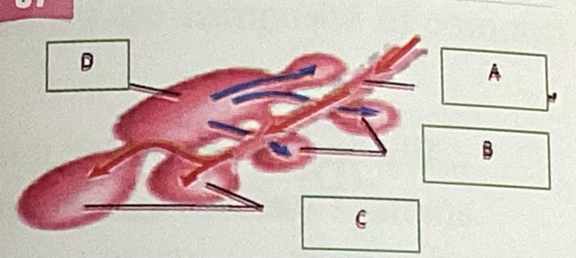 <p>The structure labeled C in the figure is called </p>