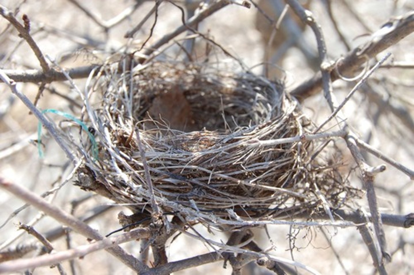 <p>Males construct elaborate structures to demonstrate skill and resource-holding ability. Example: Weaver birds.</p>