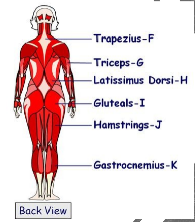 <p>major muscle groups; <strong>back view</strong></p>