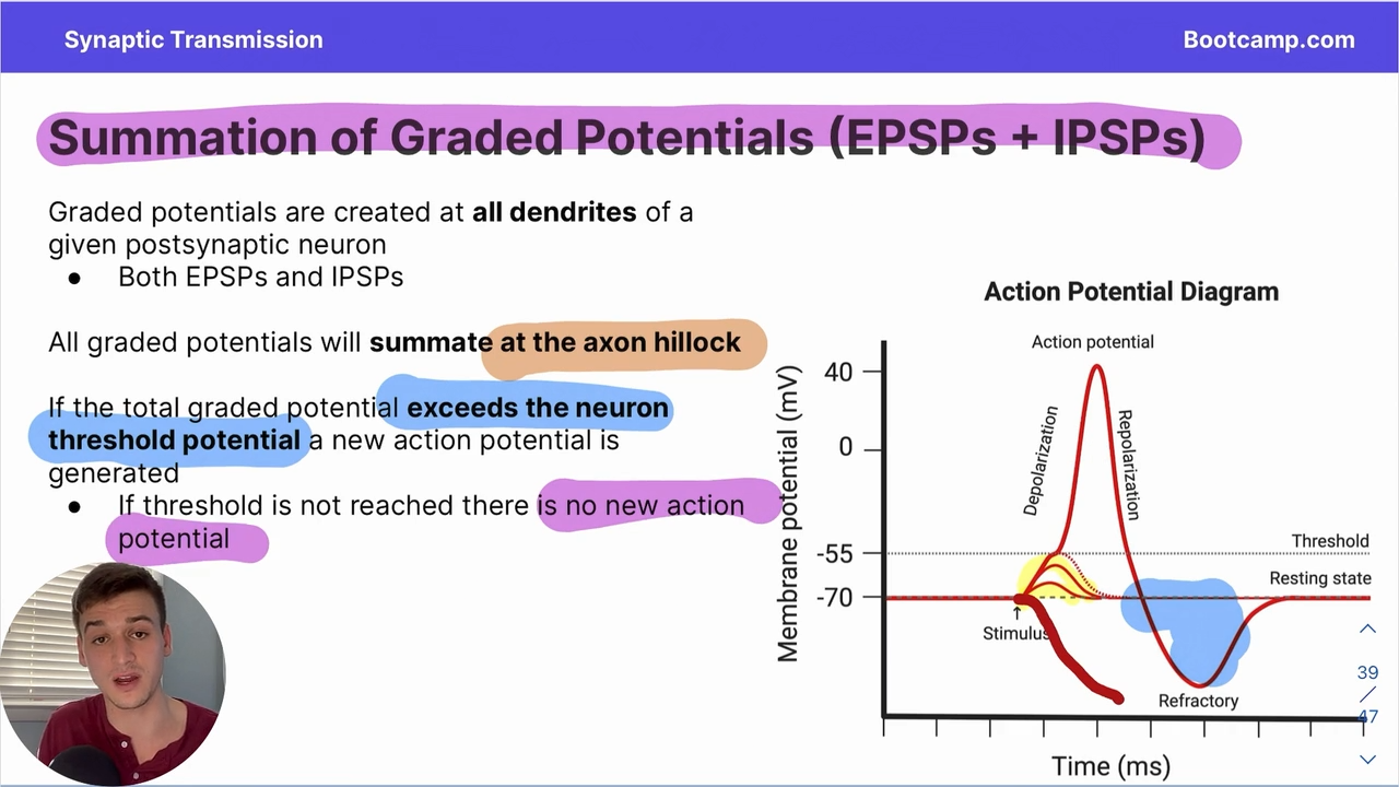 <p>all graded potentials summate at the axon hillock, potentially reaching that -55 threshold </p>
