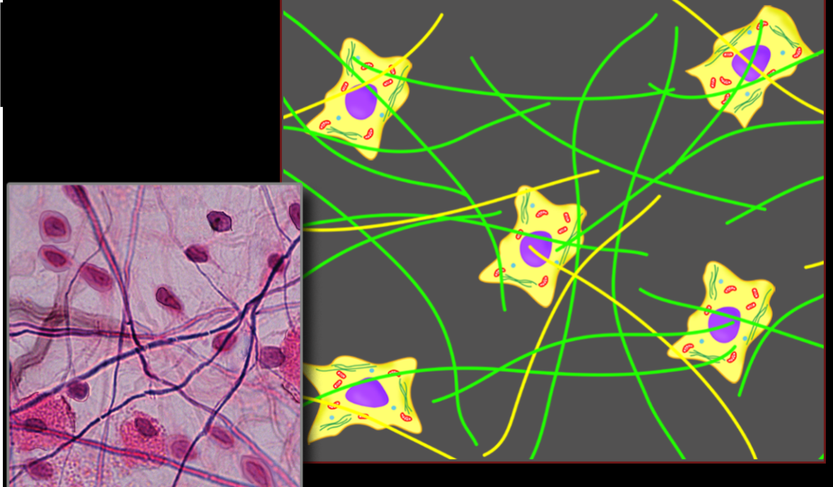 <p>Loose connective tissue</p>