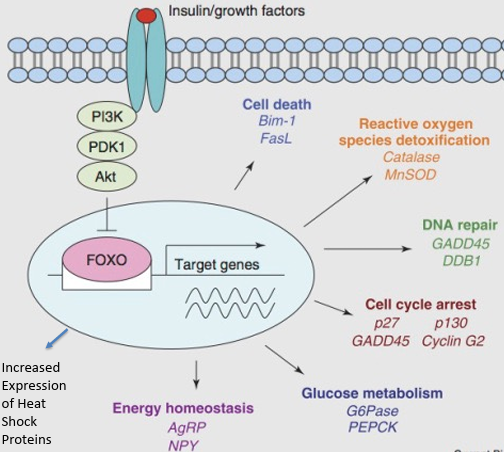 <p>Cell death, reactive oxygen species detoxification, DNA repair, cell cycle arrest, glucose metabolism, energy homeostasis, heat shock proteins</p>