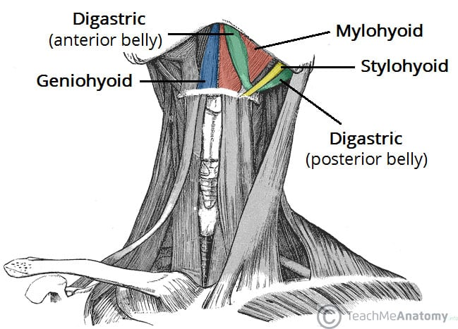 <p>Hyoid bone</p>