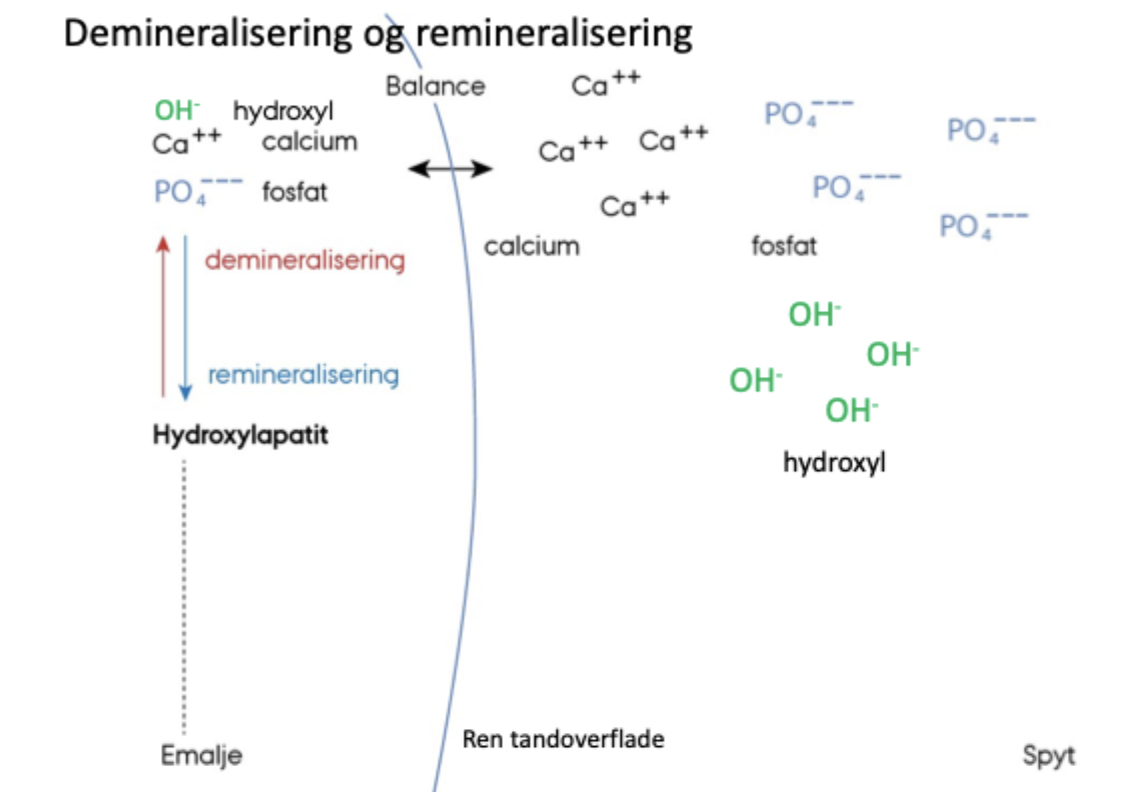<p>Forklar remineralisering og demineralisering, når der er balance</p>