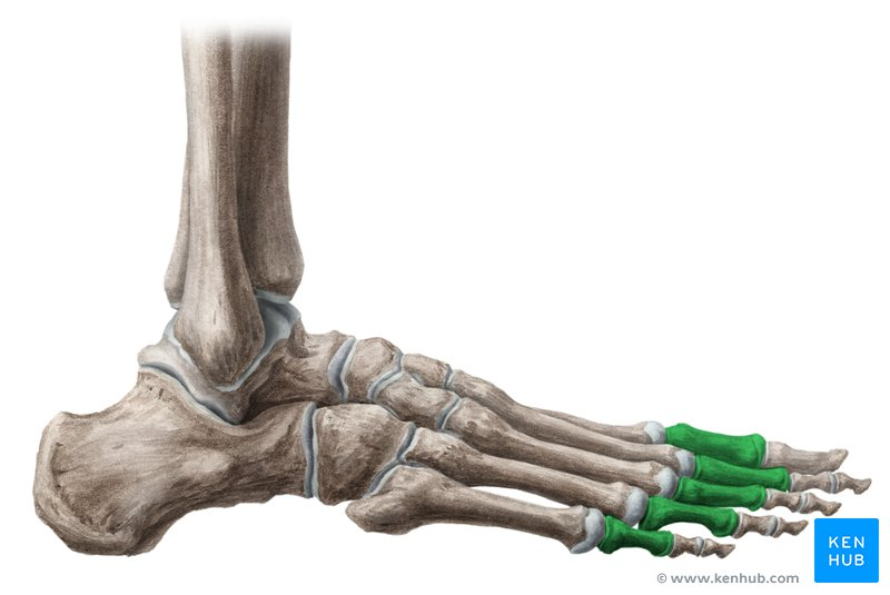 <p>What are the toe bones called?</p>
