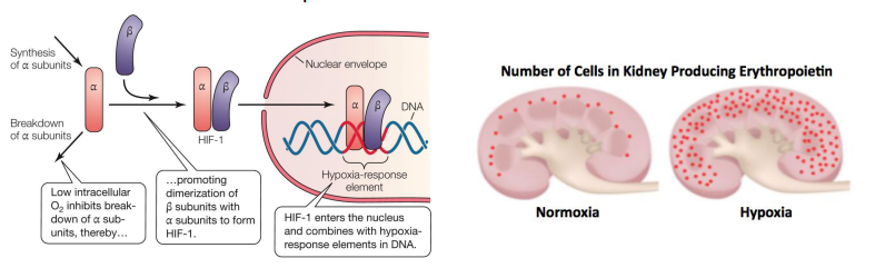 <p>Hypoxia inducible factors 1 and 2 (HIF 1 &amp; HIF 2)</p><p>Alpha &amp; beta subunits bind in low-O2 scenarios, forming a transcription factor • In the vertebrates this stimulates the production of erythropoietin. • Erythropoietin (EPO) is a hormone produced by the peritubular cells of the kidney, that stimulates red blood cell production.</p>