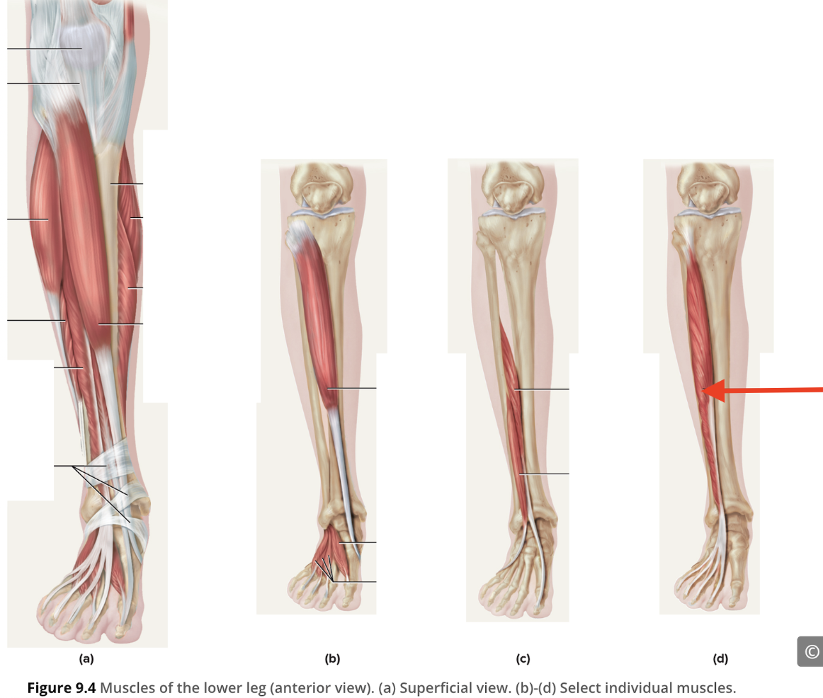<p>Extensor digitorum longus</p>