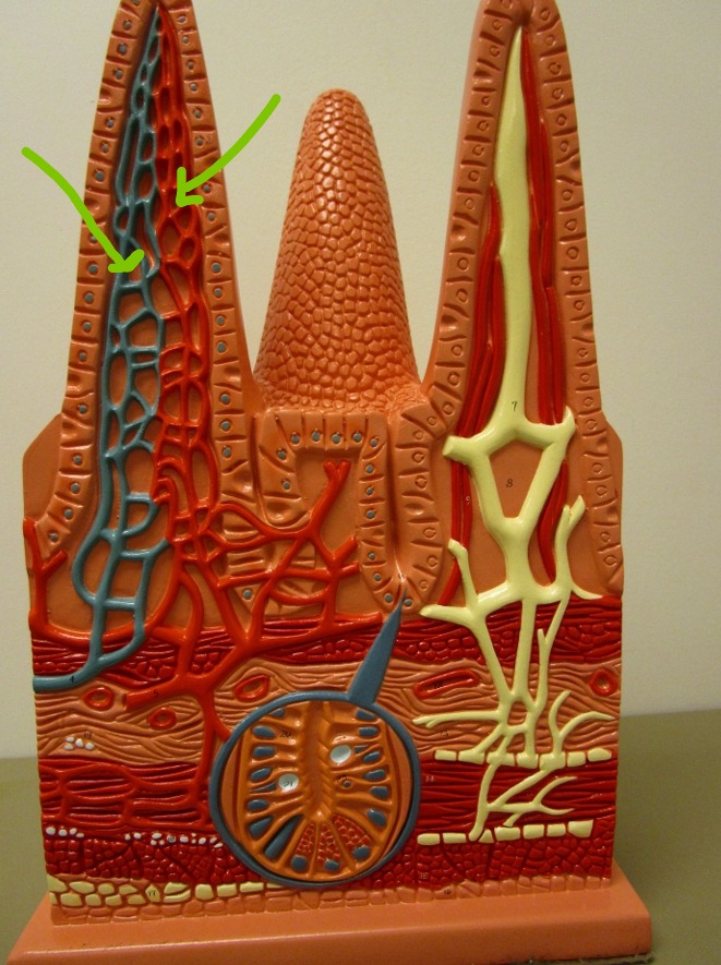 knowt flashcard image