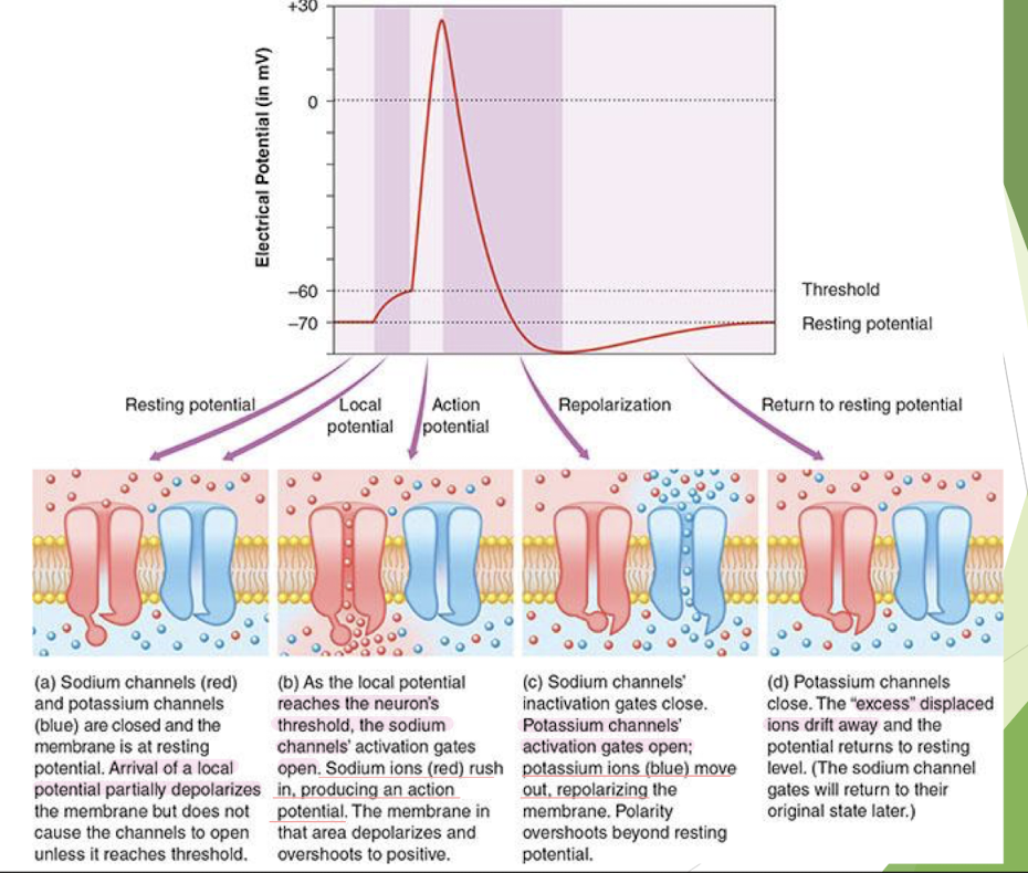 <p>Depolarization : Action Potential </p>