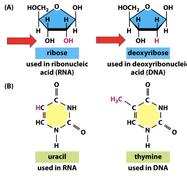 <ol><li><p>RNA has an OH group (ribose), while DNA only has an H group (hence, <strong>deoxy</strong>ribose)</p></li><li><p>RNA uses uracil (U), while DNA uses thymine (T)</p></li><li><p>RNA is single-stranded, while DNA is double-stranded</p></li></ol><p></p>