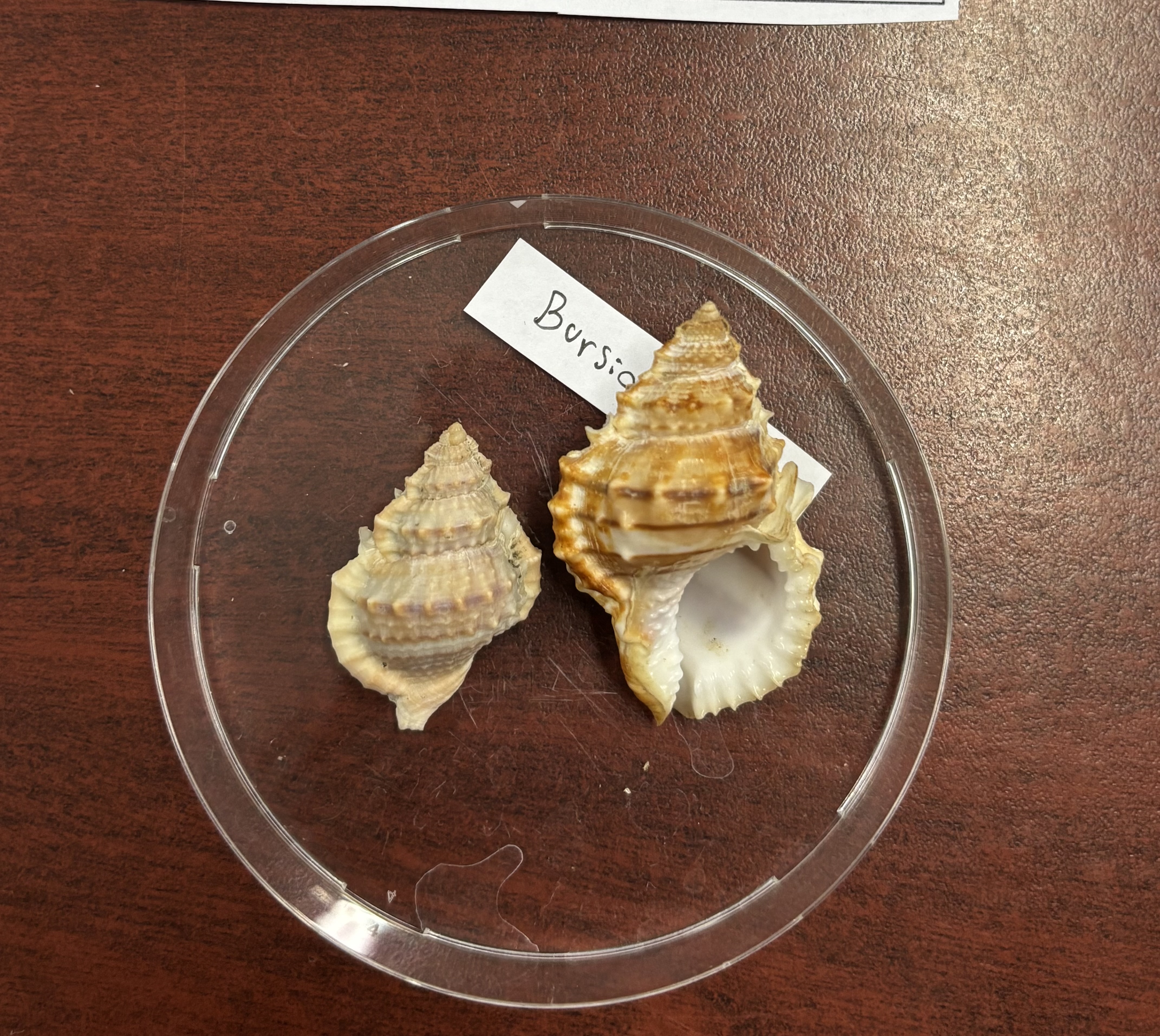 <p><strong>FILO<br>CLASE</strong><br><strong>SUBCLASE</strong><br><strong>ORDEN</strong><br><strong>FAMILIA</strong><br><strong>GÉNERO</strong><br><strong>NOMBRE COMÚN<br>CARACTERÍSTICAS</strong><br><strong>RÁDULA<br>ALIMENTACIÓN <br>HÁBITAT</strong></p>