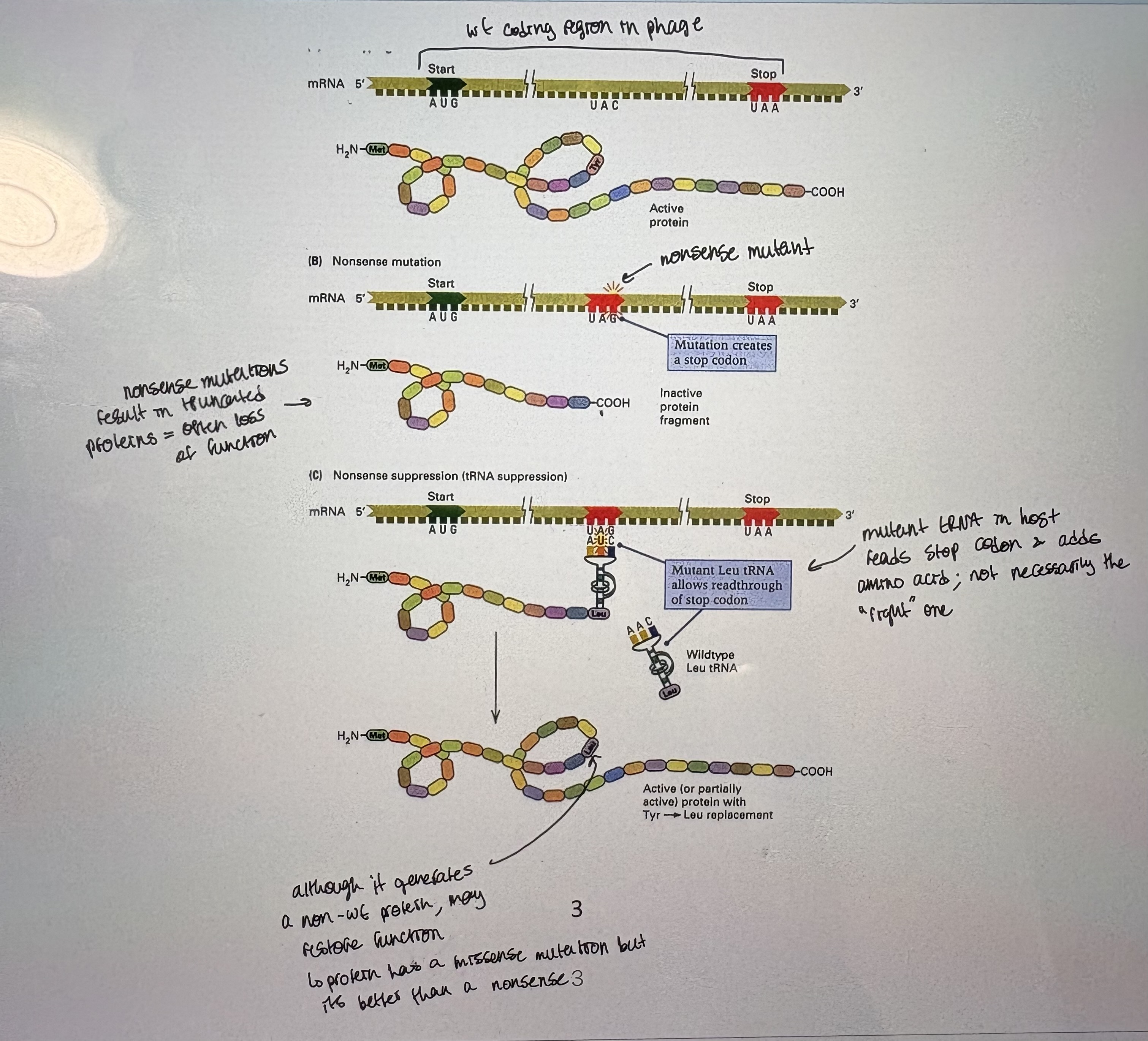 <p>Genetic analysis/Types of mutations</p>