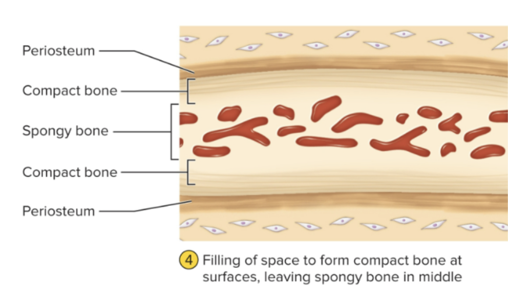 <p>Cortical bone forms on exterior surface… produces some bones of skull, clavicles</p>