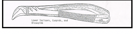 <p>#151 Lower Universal forceps</p>